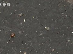 Anya snail crush