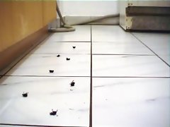 Black Beetles
